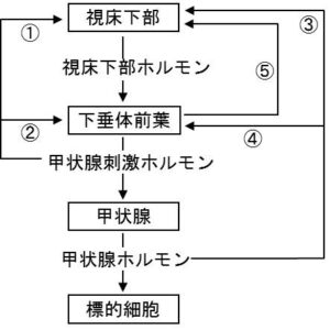 バセドウ病